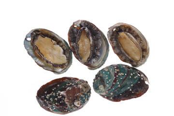 Abalone shellfish on a white background
