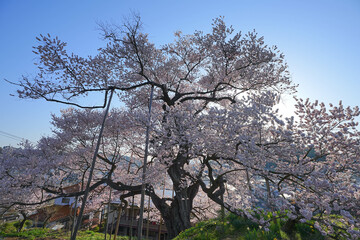 茶園の桜