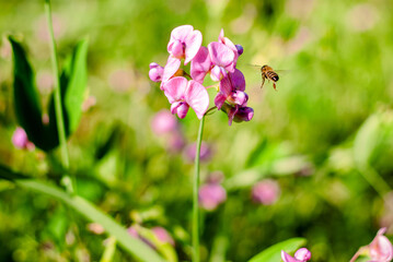 A bee in flight near sweet pea flowers. Flowering of legumes. Pollination of plants. Beekeeping and agriculture. Blooming wild plants. A swarm of worker bees. Beneficial insects.
