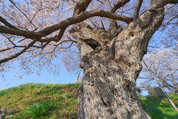 Fototapeta na wymiar 茶園の桜