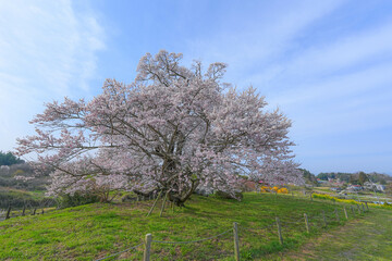 Naklejka premium 塩ノ崎の大桜