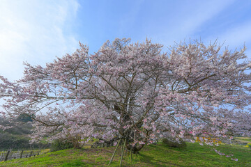 塩ノ崎の大桜