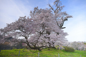 塩ノ崎の大桜