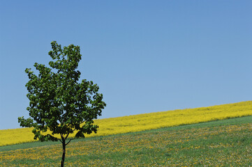 青空と菜の花畑の丘と１本の木
Blue sky, rape field hills and a tree
Brucktal / Deutschland

Brucktal / Deutschland