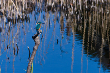 じーっと我慢
Be patient
Izuminomori Yamato / Kanagawa
