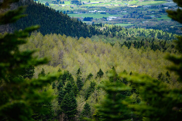 新緑の季節に
In the fresh green season
Oshino / Yamanashi
