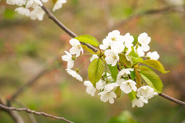 Branches of white blossoming cherry in a spring park. Beautiful floral abstract background of nature