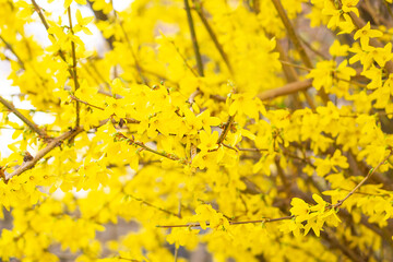 Beautiful blooming forsythia bush in spring. Close up of bloom yellow flowers on a grey background.