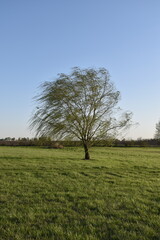 Fototapeta na wymiar Weeping Willow Tree in a Field