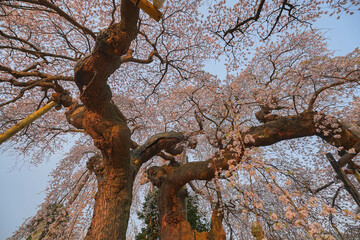 日輪寺の桜
