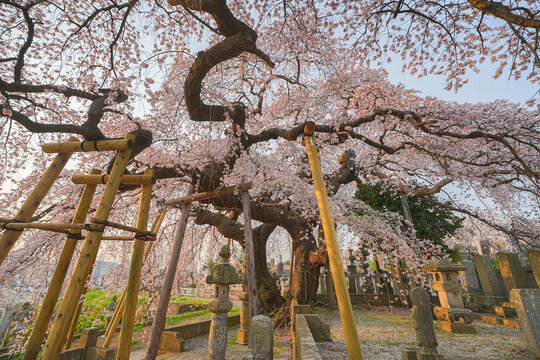 日輪寺の桜
