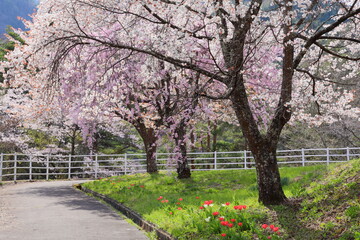 長野県飯田市 風越公園（権助）の満開の桜