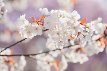 春の日差しの中で咲く清楚な山桜のクローズアップ