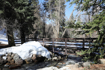 winter in the woods