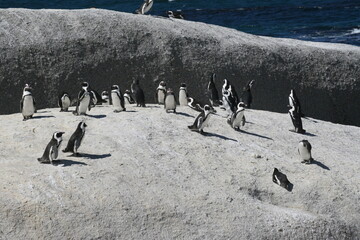 penguins on a rock