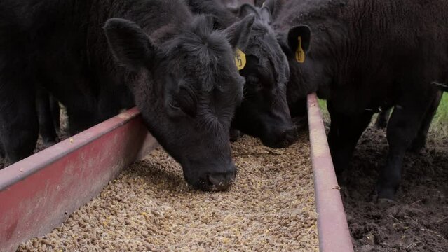 Black Angus calves eating feed from a food trough on a farm