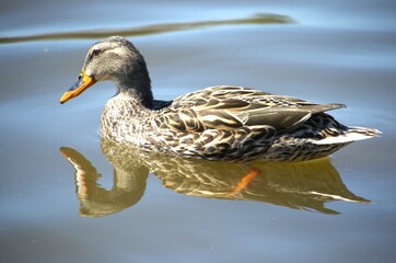 Female duck swimming on Fox River