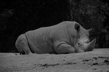 Rinoceronte blanco adulto acostado sobre el suelo árido. 