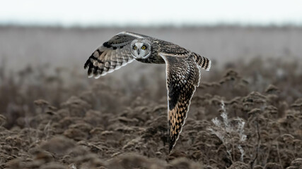 Short-Eared Owl