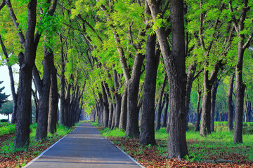 Pleasant verdant mahogany walkway,scenic view,green forest,tree,branch,trunk. Chiayi ,Taiwan.for branding,calender,postcard,screensave,wallpaper,poster,banner,cover,website.High quality photography
