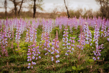 Wild Lupine Indiana Dunes