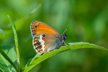 Lovely orange butterfly resting on a green leaf, Coenonympha arcania