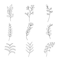 Minimalist flowers and botanic collection. Hand drawn floral branch, leaves herbs and wild plants set in line style. For decoration, wedding and invitation card, design project. illustrator vector