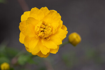 八重咲きの山吹の一輪の花のアップ　マクロ