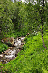 Fototapeta na wymiar A high birch on a steep slope and a turbulent river flowing in the lowland with a stony bed in the forest in the summer morning.