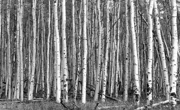 Thick forest of aspen trees with tall black and white trunks and branches in Colorado landscape