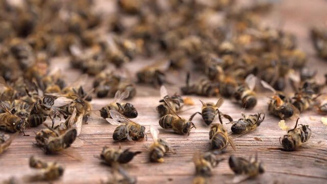 Dead bees in the hive. Colony Collapse Disorder. Starvation, pesticide exposure, pests and disease