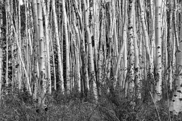 Black and white forest of tall aspen trees trunks in a Colorado landscape scene