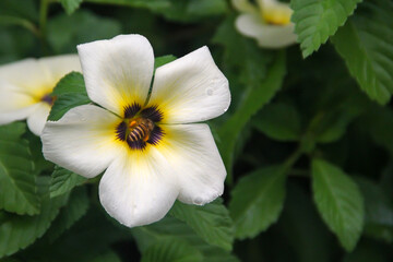 Fototapeta premium white and yellow flower