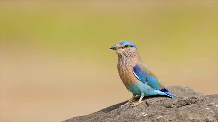 Indian Roller isolated on stone closeup and portrait bokeh blurred background. It occurs widely from West Asia to the Indian Subcontinent.