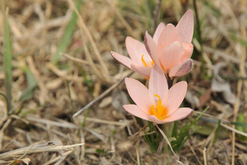 Coral snowdrops among dry grass on a spring day. Snowdrops close-up. Beautiful landscape of nature. Hi spring. Spring in Kyrgyzstan. Coral spring flowers. Copy space. Rare flowers. Peach pink snowdrop