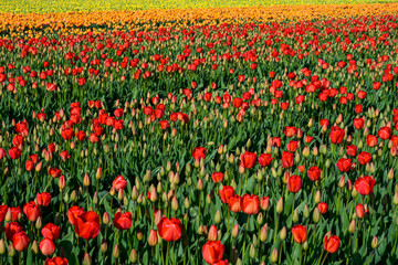 Colorful nature background of red, orange, and yellow tulips blooming in a sunny spring field
