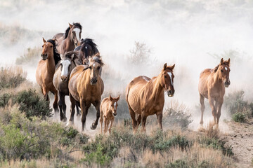 Wild horses on the run