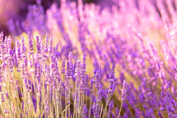 Lavender bushes closeup on sunset. Sunset gleam over purple flowers of lavender. Provence region of France.