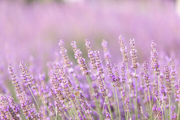 Obraz premium Lavender bushes closeup on sunset. Sunset gleam over purple flowers of lavender. Provence region of France.