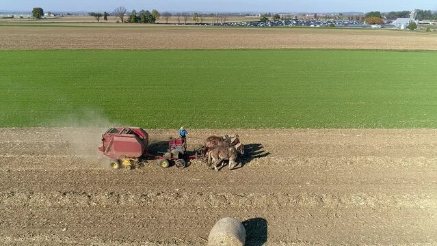 Aerial View of an Amish Man Using 3 Horses and an Automated Machine to Harvest Corn Stalks