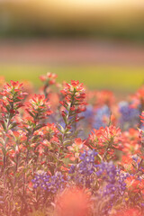 Indian Paintbrush