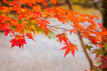 Red maple leaves in autumn at Kurokawa Onsen, one of Japan's most attractive hot spring towns.