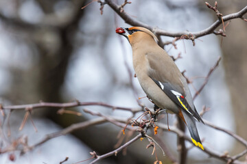 Bohemian waxwings  (Bombycilla garrulus) in spring 