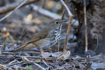  hermit thrush (Catharus guttatus)