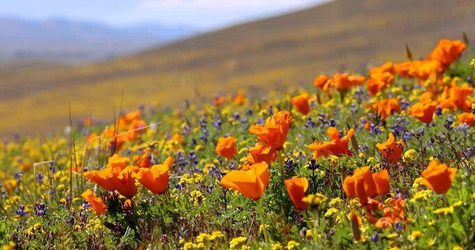 California golden poppy flowers swaying to breeze in wildflower meadow at Antelope valley.