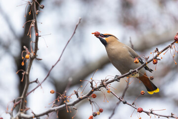 Bohemian waxwings  (Bombycilla garrulus) in spring 