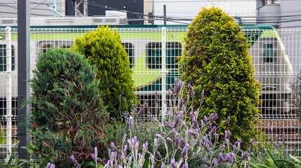 街路樹と走り去る電車