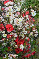 紅色や白の絞りのボケ（木瓜）の花