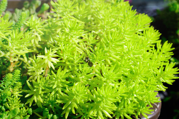 Yellow-green leaves of a succulent of the Crassulaceae family of the genus Stonecrop, Sedum, on a blurred background