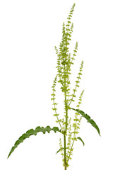 Naklejka premium Horse sorrel, lat. Rumex confertus, isolated on white background